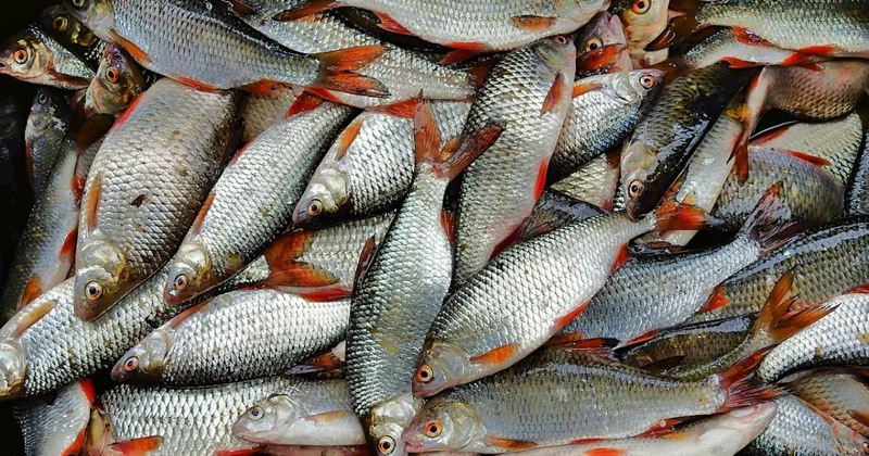 450 кг рыбы и ущерб на 5,7 млн тенге: суд вынес приговор браконьерам в Акмолинской области