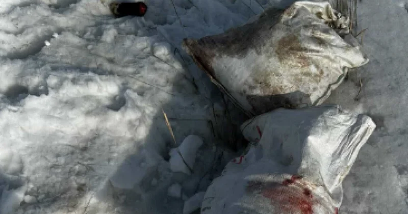 Мешки с останками 12 собак обнаружили в снегу в Караганде