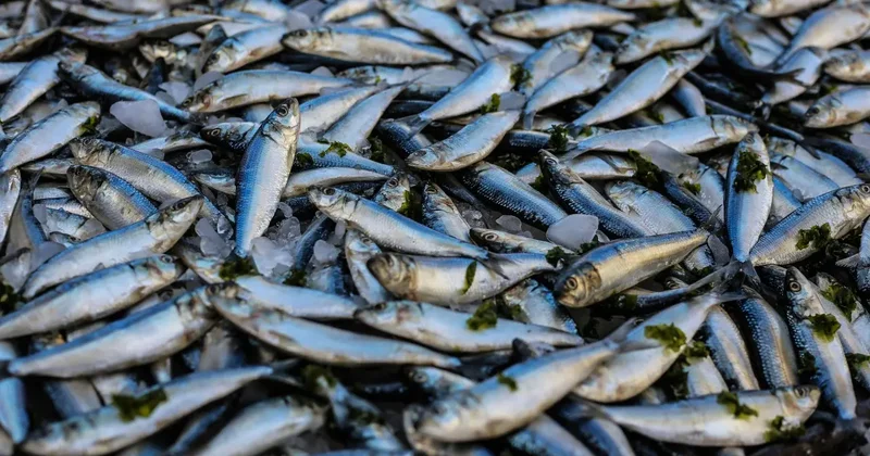 Выловили 450 кг карпов в особо охраняемой зоне: двух рыбаков приговорили к заключению в Акмолинской области