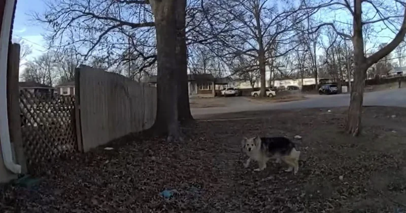 Мистический пес помог найти пропавшего ребенка в Кентукки