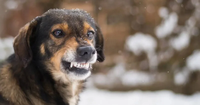 Свора собак едва не растерзала 52 летнюю жительницу Алматинской области
