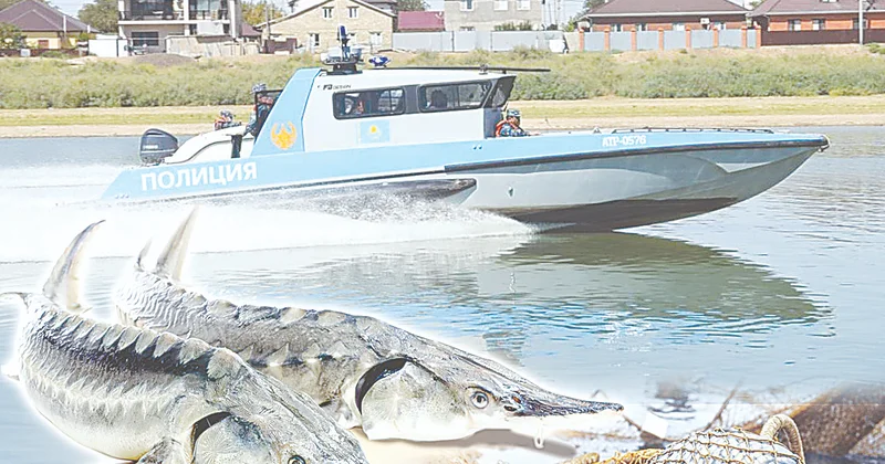 Өскеменде заңсыз ауланған 4 тоннадан астам балық тәркіленді
