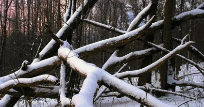 Нарушения в работе лесного хозяйства выявили в Костанайской области