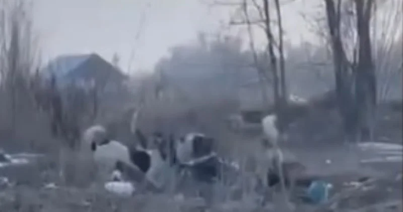 Алматы облысында иттер 52 жастағы әйелді талап тастады