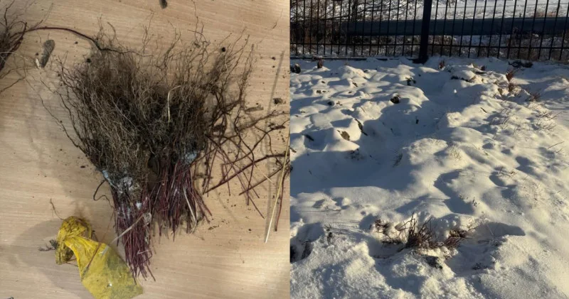 Сатып алып, көміп тастады: Қазақстанның солтүстігінде әкімге қатысты дау туды