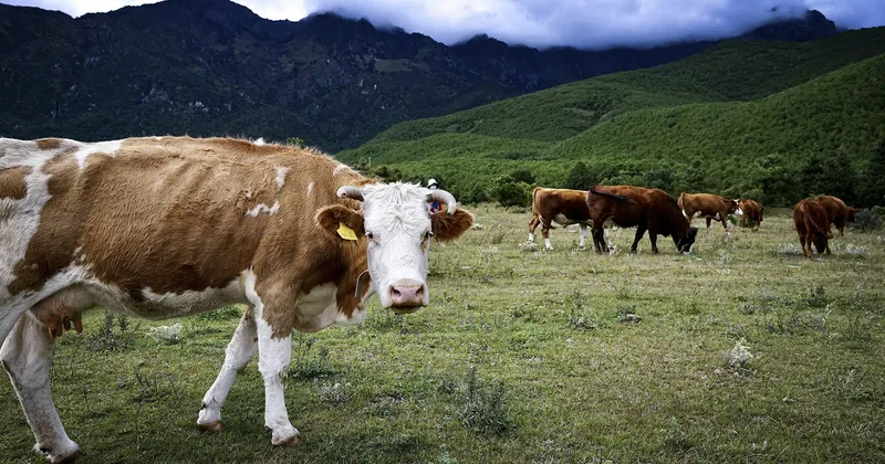 Sweden and Denmark to legalize virtual fencing for livestock