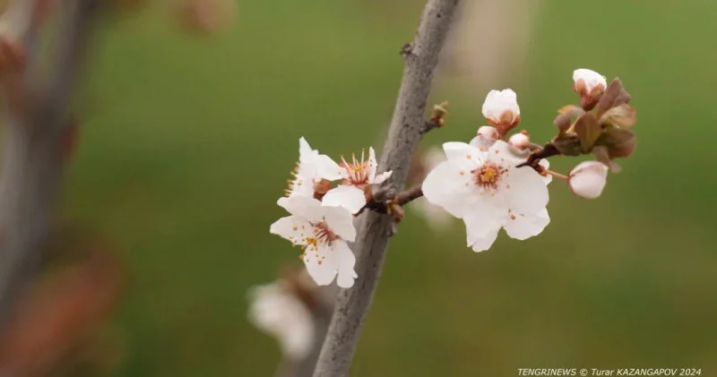 Қазақстандағы жайлы, көктемгі ауа райы: синоптиктердің 19 наурызға арналған болжамы