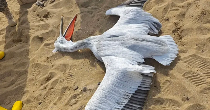 Мертвую краснокнижную птицу нашли на берегу Каспия в Мангистау