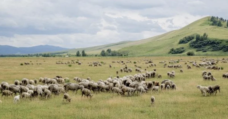 Пастбищный парадокс Казахстана
