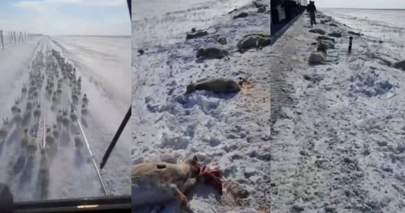 Қазақстанның солтүстігінде пойыз киіктер үйірін қағып кетті