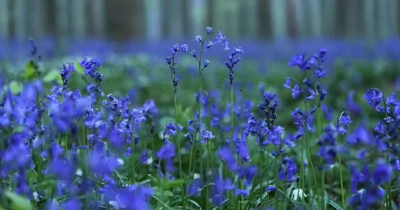 Қоңыраугүлдерге көмкерілген Халлербос көгілдір орманы фото