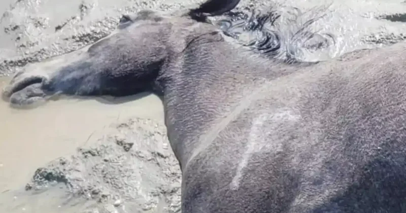 Маңғыстауда жүздеген жылқы қырылды арнайы комиссия құрылды