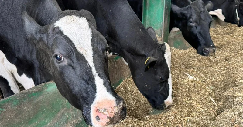 Кипрде 100 ден астам фермадан аусыл ауруы анықталды