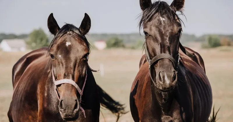 Более 100 лошадей погибли в Мангистауской области из за ветра и проливных дождей