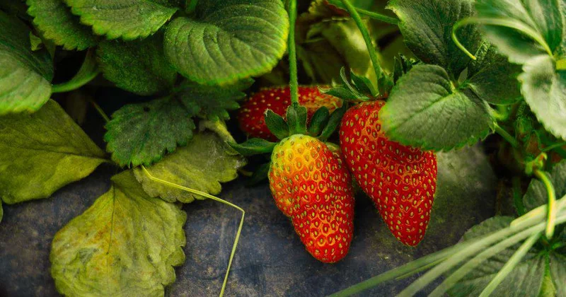 Эксперимент удался: клубнику в Атырау выращивают в промышленных объёмах