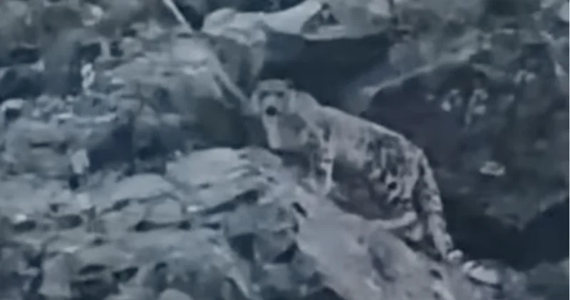 Жетісуда қар барысы видеоға түсіп қалды