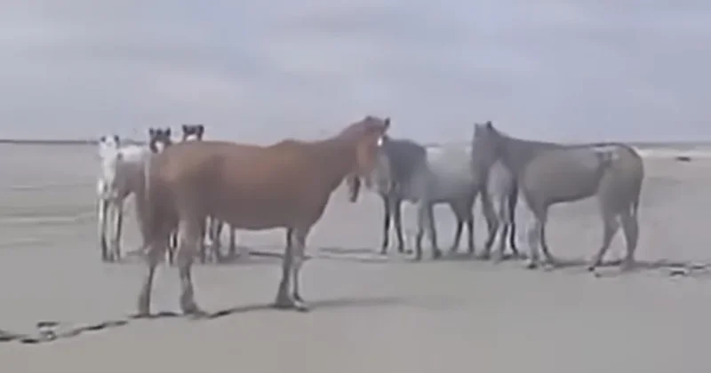 Ливни в Мангистау стали причиной массовой гибели лошадей