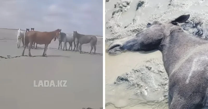 Маңғыстауда қолайсыз ауа райы салдарынан 100 ден астам жылқы қырылды