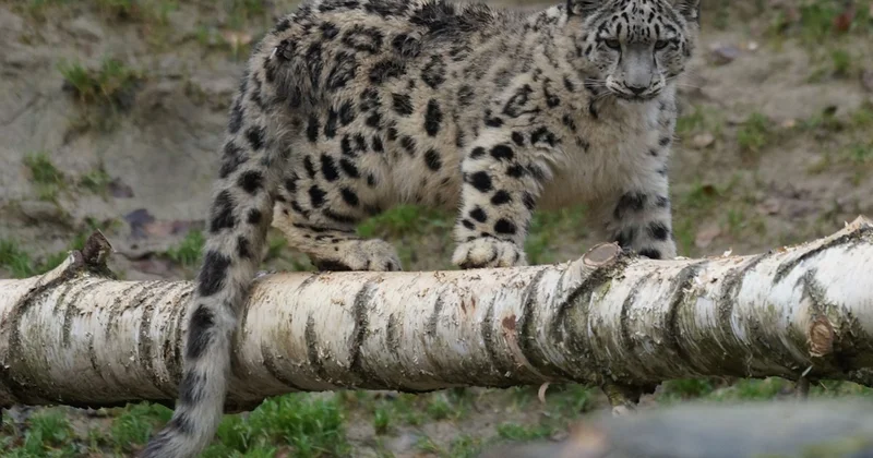 Снежный барс попал на видео в нацпарке “Алтын Эмель”