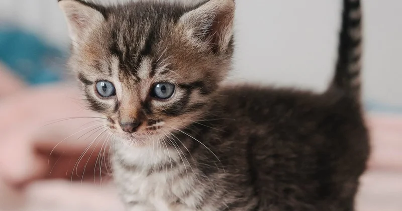 Котёнок погиб в стиральной машине: привлечь хозяйку к ответственности требуют казахстанцы