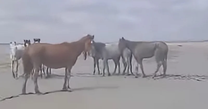 Бослее 100 лошадей погибли из за непогоды в Мангистау: что делают местные власти