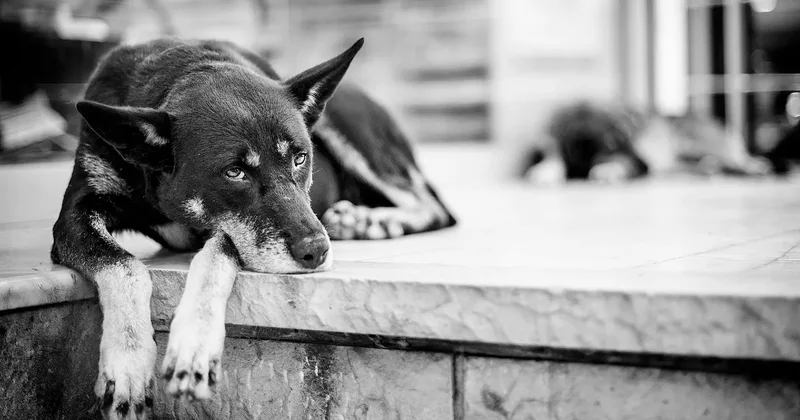 Петицию против массовой эвтаназии бездомных собак запустили в Казахстане