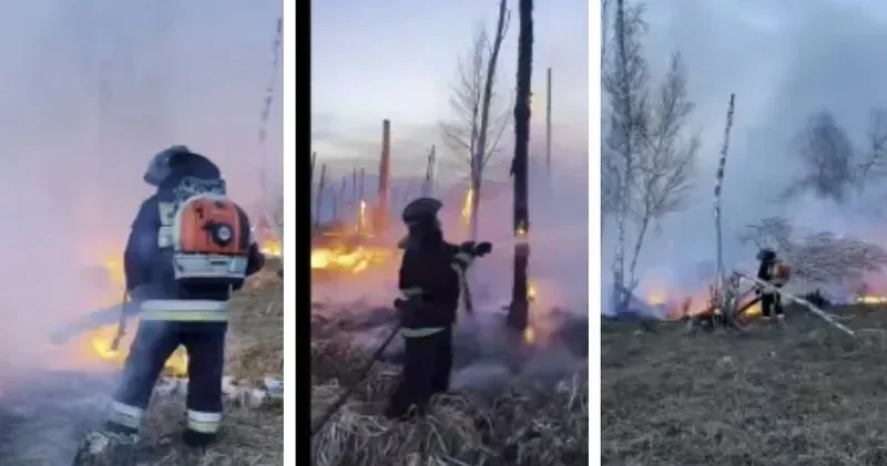 СҚО да 7,7 гектар орман алқабы өртеніп кетті