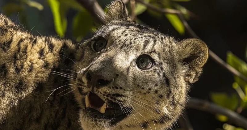 Алтын Емел ұлттық паркі аумағында ілбіс камераға түсіп қалды