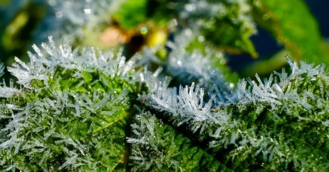 Ночные заморозки ожидаются в области Жетісу