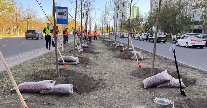В рамках акции Таза Қазақстан 25 тысяч деревьев высадят в Павлодаре