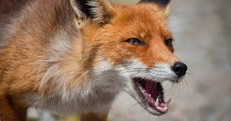 Число очагов бешенства растет в Костанайской области