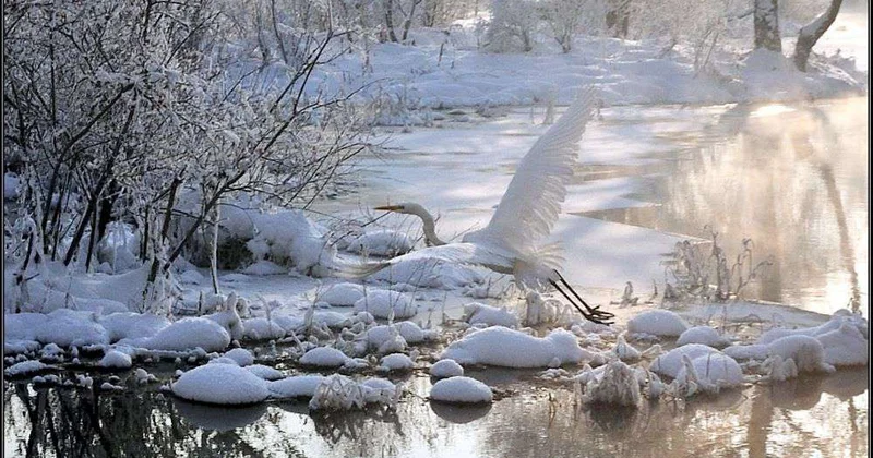 Белая гостья северных озер