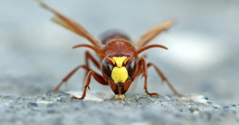 Арақ ішсе де, мас болмайды: Ғалымдар ерекше жәндікті тауып, ғылыми жаңалық ашты