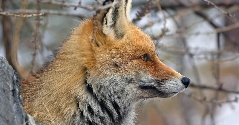 Лиса загрызла кошку во дворе жилого дома в СКО (ВИДЕО)