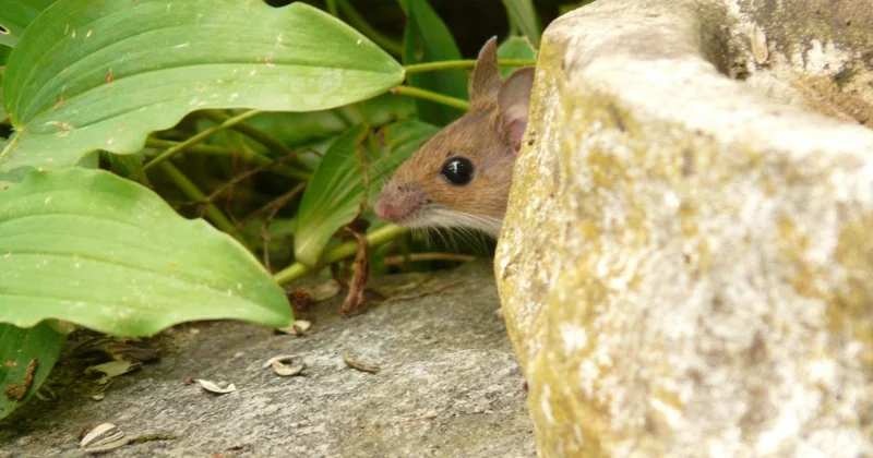 Мышиная лихорадка охватывает ЗКО