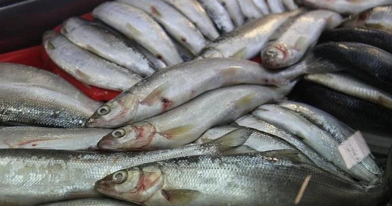 Қызылордада браконьерлікке қатысты 105 құқық бұзушылықты анықтады