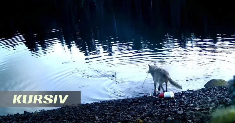 Wild wolf caught on video pulling crab trap from deep water