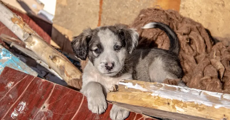 "Безответственная доброта опасна". Владельцев хотят обязать стерилизовать животных в Казахстане