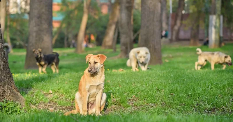 Таразда ер адам итті көлікке байлап сүйреген