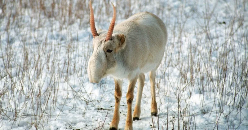 Сайгаков в Китай, тигров в Казахстан