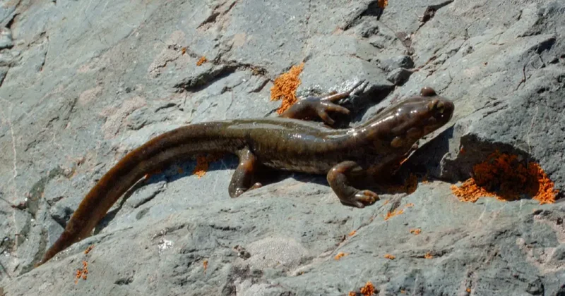 В Казахстане сократилось количество видов животных, занесённых в Красную книгу