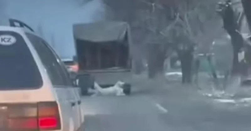 Собаку привязали к машине и тащили по асфальту в Таразе