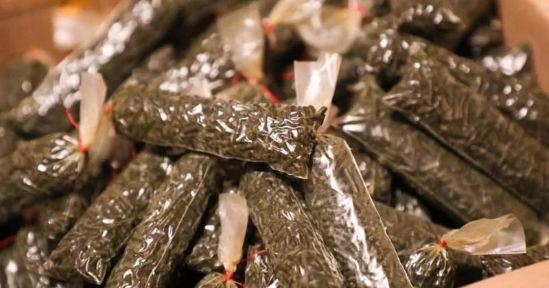 Түркістан облысында үй ауласындағы сарайдан 40 қап насыбай өнімі анықталды