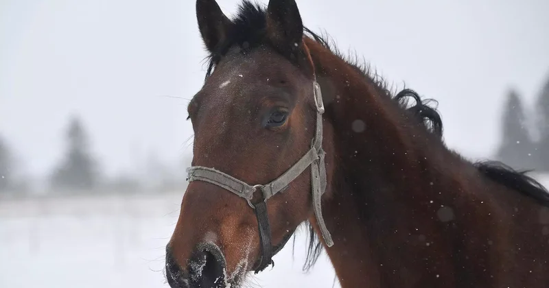 Батыс Қазақстанда бір үйір жылқы далада қалып, үсіп кеткен