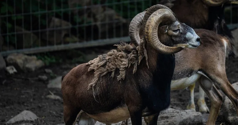 Архары попали на видео в Мангистау (ВИДЕО)