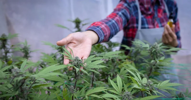 Трамп ослабил контроль над марихуаной в США, но не легализовал