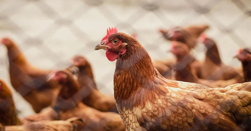 Вирусологи предупредили о риске пандемии нового гриппа