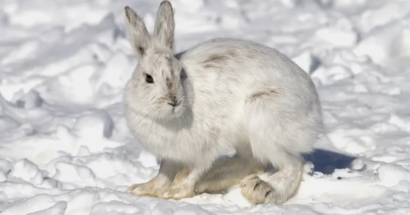 Дикие животные всё чаще выходят к людям в Казахстане: министр экологии назвал причину