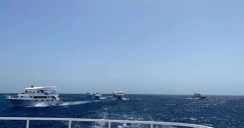 Власти Австралии закрыли пляжи из за акул