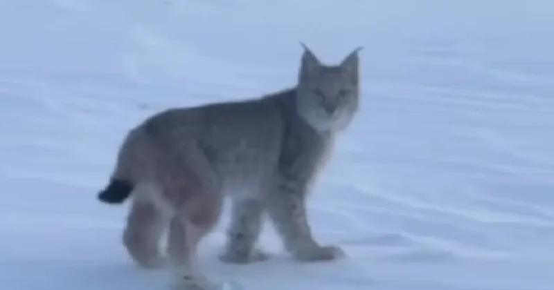 Видео с редкой рысью удалось снять сотрудникам резервата "Семей орманы"